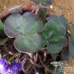 Hepatica nobilis var japonica Seizan