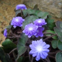 Hepatica nobilis var japonica Seizan