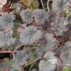 Heuchera Binoche