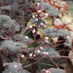 Heuchera Binoche