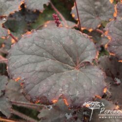 Heuchera Binoche