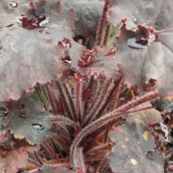 Heuchera Binoche