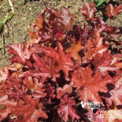 Heuchera Peach Flambe