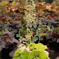 Heuchera Pistache