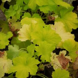 Heuchera Pistache