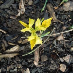 Iris danfordiae