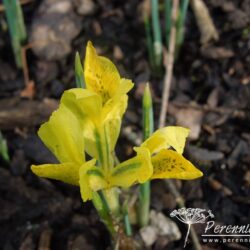 Iris danfordiae