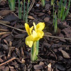 Iris danfordiae