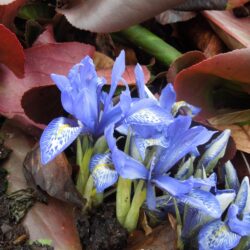 Iris histrioides Lady Beatrix Stanley