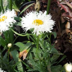 Leucanthemum x superbum Shapcott Ruffles