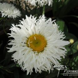 Leucanthemum x superbum Shapcott Ruffles