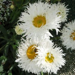 Leucanthemum x superbum Shapcott Ruffles