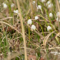 Leucojum vernum