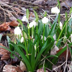 Leucojum vernum