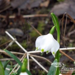 Leucojum vernum