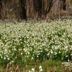 Leucojum vernum