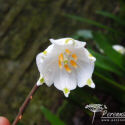 Leucojum vernum