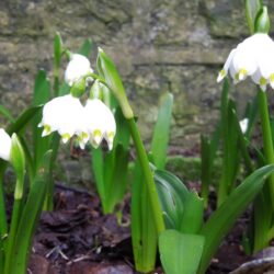 Leucojum vernum