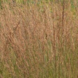 Molinia caerulea Edith Dutszus