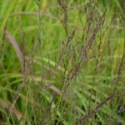 Molinia caerulea Edith Dutszus