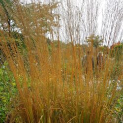 Molinia caerulea subsp. arundinacea Fontane