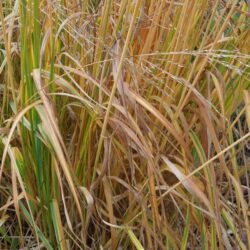 Molinia caerulea subsp. arundinacea Fontane