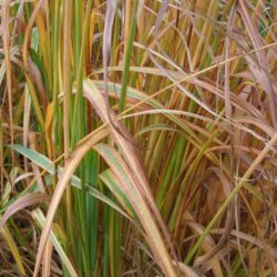 Molinia caerulea subsp. arundinacea Fontane