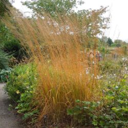 Molinia caerulea subsp. arundinacea Fontane