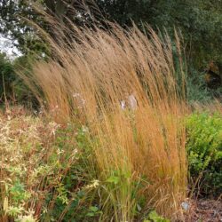 Molinia caerulea subsp. arundinacea Fontane