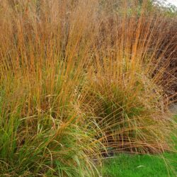 Molinia caerulea subsp. arundinacea Karl Foerster