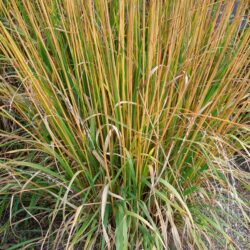 Molinia caerulea subsp. arundinacea Karl Foerster