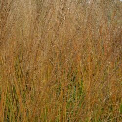 Molinia caerulea subsp. arundinacea Karl Foerster