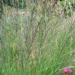 Molinia caerulea subsp. arundinacea Transparent