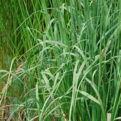 Molinia caerulea subsp. arundinacea Transparent