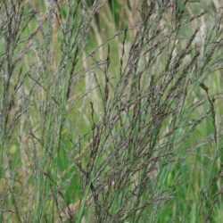 Molinia caerulea subsp. arundinacea Transparent