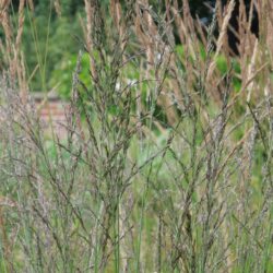 Molinia caerulea subsp. arundinacea Transparent