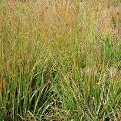 Molinia caerulea subsp. arundinacea