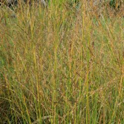 Molinia caerulea subsp. arundinacea