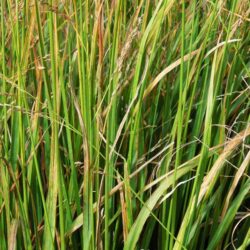 Molinia caerulea subsp. arundinacea