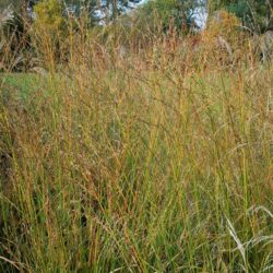 Molinia caerulea subsp. arundinacea