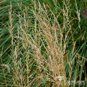 Molinia caerulea subsp. caerulea Edith Dudszuz