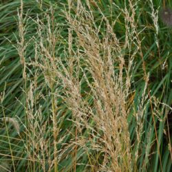 Molinia caerulea subsp. caerulea Edith Dudszuz