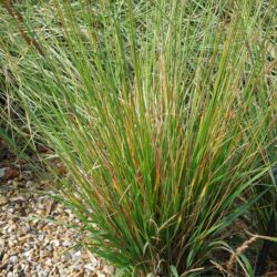 Molinia caerulea subsp. caerulea Edith Dudszuz