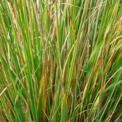 Molinia caerulea subsp. caerulea Edith Dudszuz