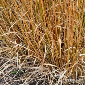 Molinia caerulea subsp. caerulea Heidebraut