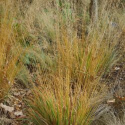 Molinia caerulea subsp. caerulea Poul Petersen