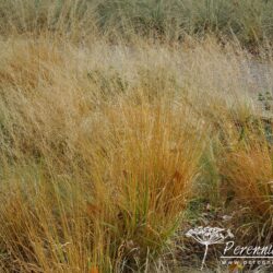 Molinia caerulea subsp. caerulea Poul Petersen