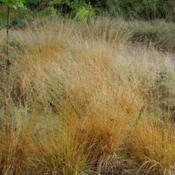 Molinia caerulea subsp. caerulea Poul Petersen