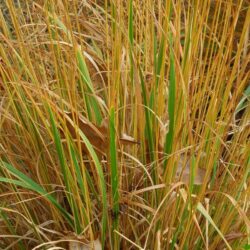 Molinia caerulea subsp. caerulea Poul Petersen