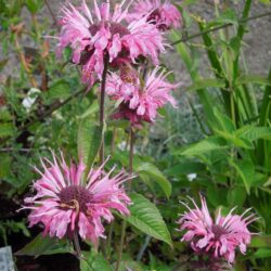 Monarda Twins